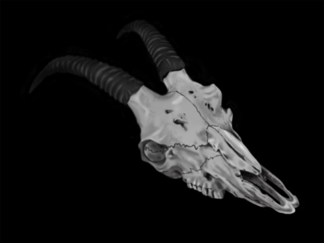 Painted Antelope Skull